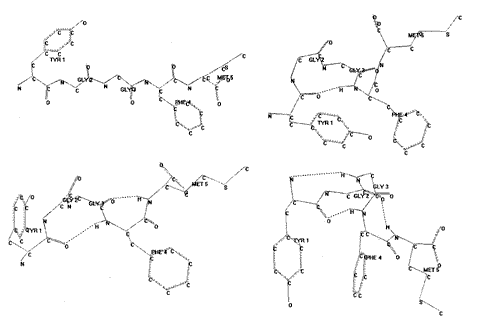 Рис. 2. Возможные пространственные структруры мет-энкефалина с аминокислотной последовательностью YGGFM. Пунктиром отмечены водородные связи