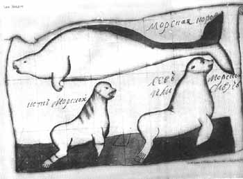 Стеллерова корова, сивуч и морской котик – рисунок со старинной карты