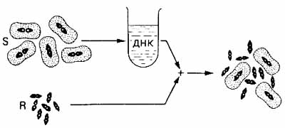 Трансформация Streptococcus pneumoniae