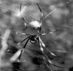 Cамка паука Nephila plumipes