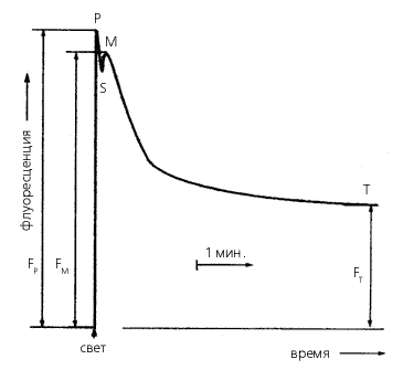 Рис. 4. Характерная кривая медленной индукции флуоресценции (МИФ) листьев растений