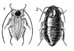 1 – лапландский таракан; 2 – реликтовый таракан
