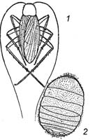 1 – африканский таракан; 2 – техасский муравьелюб