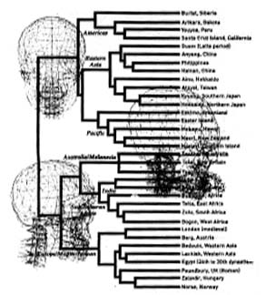 О миграции и дивергенции человека говорят и данные исследований почти 3 тыс. черепов представителей разных народов 