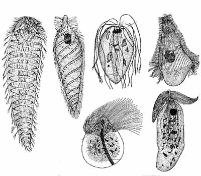 Жгутиконосцы из кишечника термитов