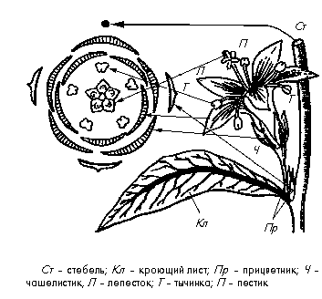 Схема диаграммы цветка