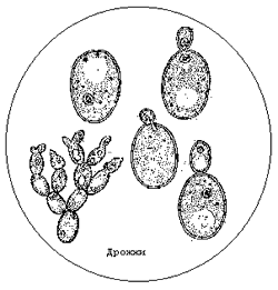 Рисунок дрожжей по биологии