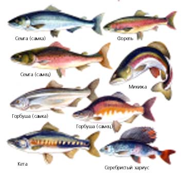 Красная рыба сорта и виды фото с названием