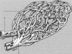 Кровеносные сосуды: 1 – капилляры; 2 – артерия; 3 – вены