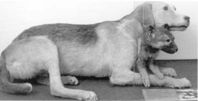 Собака с имплантированной головой 