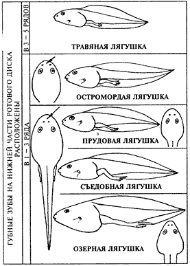 Головастики разных видов лягушек Подмосковья