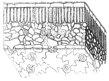 Строение листа (рисунок Ф.Унгера)