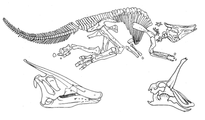 Останки завролофа, подобно останкам других утконосых динозавров, со сплошными гребнями очень походили на скелеты плоскоголовых утконосых динозавров