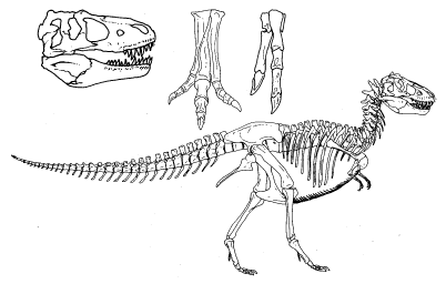 Череп тираннозавра был относительно коротким и высоким, челюсти несли огромные зубы разного размера. Нелепые маленькие лапы имели всего по два пальца, они не доставали даже до рта животного
