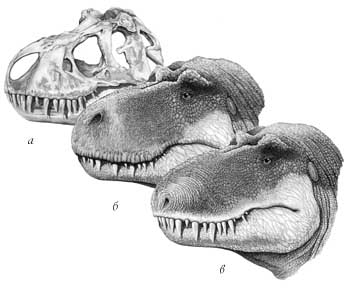 Голова тираннозавра: а – череп, б – неправильное расположение ноздрей, в – правильное расположение ноздрей