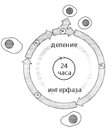 Фазы клеточного цикла эукариотической клетки