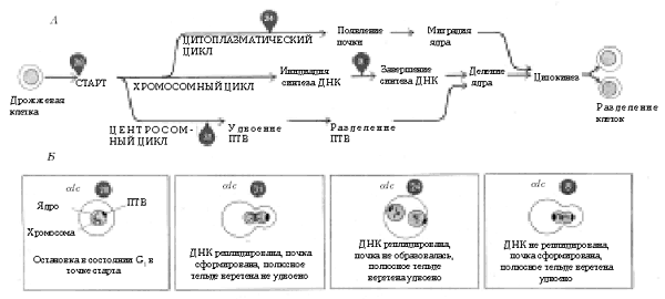 Некоторые события клеточного цикла и их отношение к генам cdc у почкующихся дрожжей