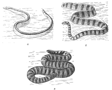Морские змеи — Википедия