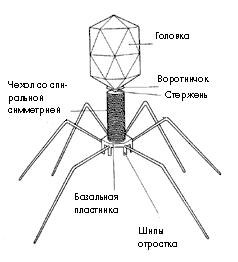 Строение бактериофага