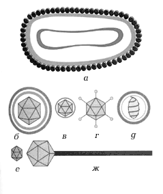 Вирионы разных вирусов: