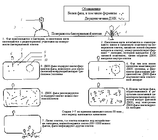 Жизненный цикл бактериофага