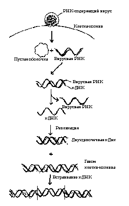 Участие обратной транскриптазы в образовании комплиментарной ДНК на вирусной одноцепочечной РНК-матрице в животной клетке