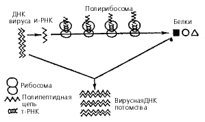 Схема репликации двухнитчатой ДНК-вируса