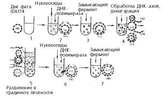 Биосинтез ДНК фага–ФХ174 в бесклеточной системе