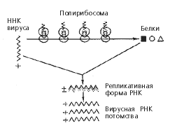 Схема репликации РНК-вируса