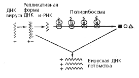 Схема репликации однонитчатой ДНК-вируса