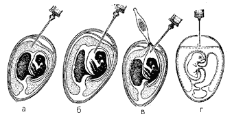 Методы заражения куриных эмбрионов