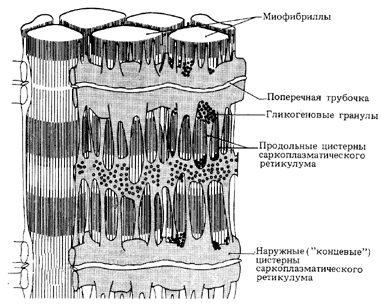 Строение скелетной мышцы