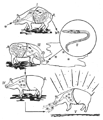 Предполагаемый цикл вируса гриппа свиней в цепи хозяев, звеньями которой служат нематоды, дождевые черви и свиньи