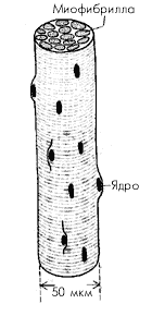 Строение мышечного волокна