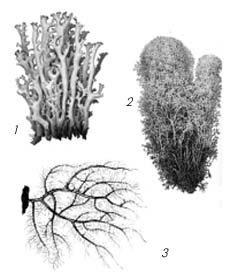 Кустистые лишайники