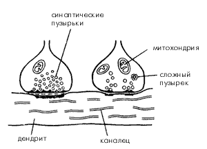 Окончание аксона на дендрите