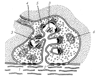 Сложный синапс: 1 – дендрит; 2 – симметричные утолщения мембран; 3 – шипковый аппарат; 4 – нервное волокно; 5 – синаптические пузырьки; 6 – митохондрии