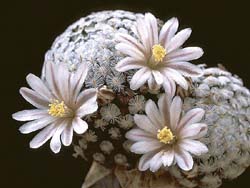 Кактус Mammillaria sanchez-mejoradae