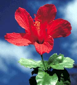 Гибискус Hibiscus fragilis