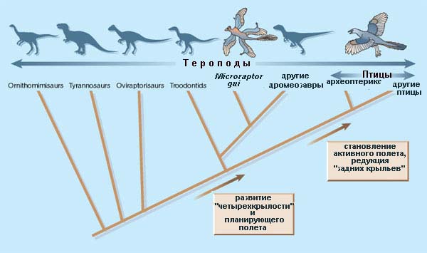 Эволюция птиц схема