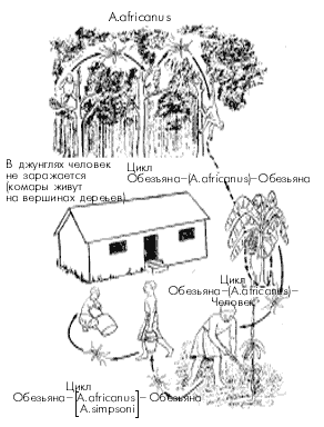 Цикл вируса желтой лихорадки в Африке