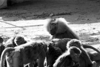 Группа павианов-гамадрилов в вольере зоопарка г. Эр-Рияд