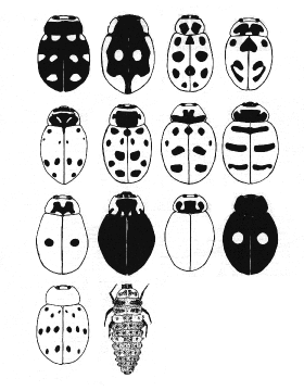 Многообразие божьих коровок (крайняя справа в нижнем ряду – личинка)