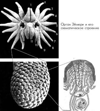 Орган Эймери