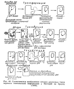 Различные типы переноса генетической информации у бактерий по Брауну (1968)