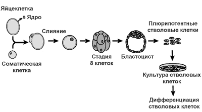 Схема клонирования высокопродуктивной коровы