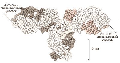 Пространственная структура молекулы антитела IgG (по данным рентгеноструктурного анализа)