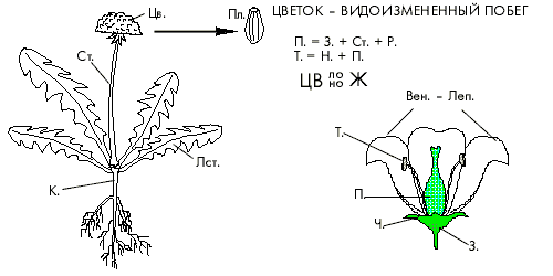 Схема опыления томата