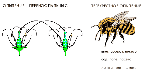 Перекрестное опыление схема