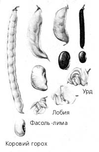 Бобы, семена и цветки тропических бобовых растений